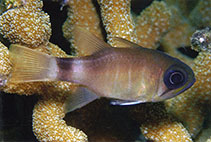 Image of Nectamia viria (Bracelet cardinalfish)