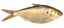 Image of Nematalosa vlaminghi (Perth herring)