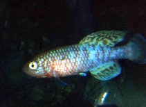 Image of Nothobranchius kafuensis (Kafue killifish)
