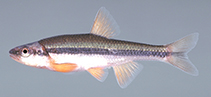 Image of Notropis lutipinnis (Yellowfin shiner)