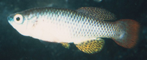 Image of Nothobranchius steinforti 
