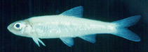 Image of Notropis wickliffi (Channel shiner)