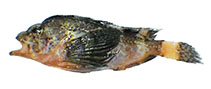 Image of Ocosia sphex (Bismarck waspfish)