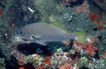 Image of Odontoscion dentex (Reef croaker)