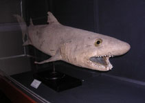 Image of Odontaspis noronhai (Bigeye sand tiger shark)