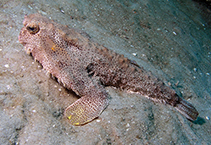 Image of Ogcocephalus pantostictus (Spotted batfish)