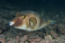 Image of Omegophora armilla (Ringed toadfish)