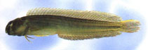 Image of Omobranchus germaini (Germain\