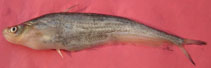 Image of Ompok pabo (Pabo catfish)