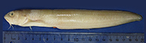 Image of Ophidion antipholus (Longnose cusk-eel)