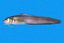 Image of Ophidion fulvum (Earspot cusk eel)