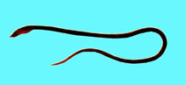 Image of Ophichthus macrochir (Bigfin snake eel)