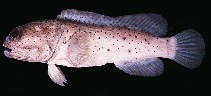 Image of Opistognathus papuensis (Papuan jawfish)