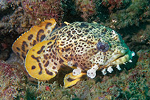 Image of Opsanus pardus (Leopard toadfish)
