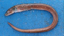Image of Ophichthus remiger (Punctuated snake-eel)