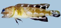 Image of Opistognathus rosenbergii (Rosenberg\