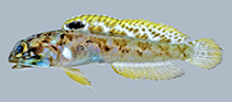 Image of Opistognathus schrieri (Curaçao jawfish)