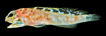 Image of Opistognathus schrieri (Curaçao jawfish)