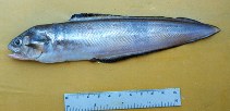 Image of Ophidion scrippsae (Basketweave cusk-eel)
