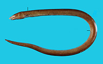 Image of Ophichthus shaoi (Long bodied snake eel)