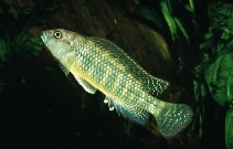 Image of Orthochromis torrenticola 