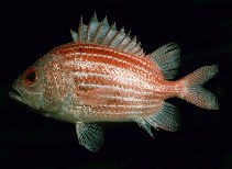 Image of Ostichthys kaianus (Deepwater soldierfish)