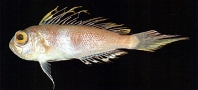 Image of Owstonia tosaensis 