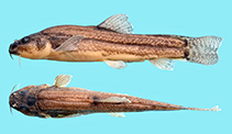 Image of Oxynoemacheilus gyndes 