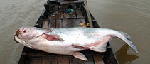 Image of Pangasianodon gigas (Mekong giant catfish)