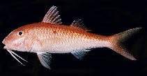 Image of Parupeneus heptacanthus (Cinnabar goatfish)