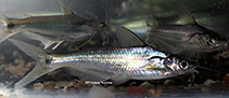 Image of Pachypterus khavalchor (Khavalchor catfish)