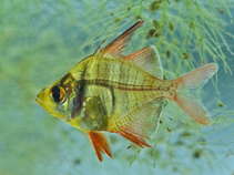 Image of Parambassis lala (Highfin glassy perchlet)