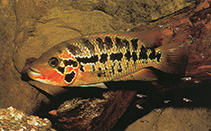 Image of Parachromis motaguensis (False yellowjacket cichlid)