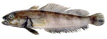 Image of Patagonotothen ramsayi (Longtail southern cod)