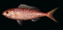 Image of Parapristipomoides squamimaxillaris (Scalemouth jobfish)