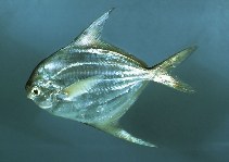 Image of Peprilus paru (American harvestfish)