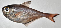 Image of Pempheris bineeshi (Tuticorn sweeper)