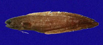 Image of Petrotyx hopkinsi (Velvetnose brotula)