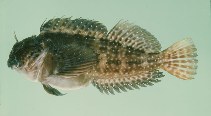 Image of Pereulixia kosiensis (Kosi rockskipper)