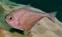 Image of Pempheris kuriamuria (Oman sweeper)