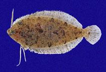 Image of Perissias taeniopterus (Striped-fin flounder)