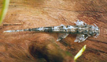 Image of Phractura ansorgii (African whiptailed catfish)