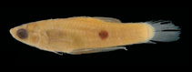 Image of Phalloceros mikrommatos (Seguro toothcarp)
