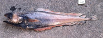 Image of Physiculus nigrescens (Darktip cod)