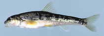 Image of Phenacobius teretulus (Kanawha minnow)
