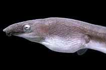 Image of Phyllophichthus xenodontus (Flappy snake-eel)