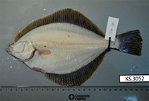 Image of Platichthys solemdali (Baltic flounder)