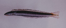 Image of Plagiotremus tapeinosoma (Piano fangblenny)