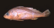 Image of Plagioscion ternetzi (Freshwater croaker)