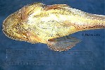 Image of Porichthys myriaster (Specklefin midshipman)